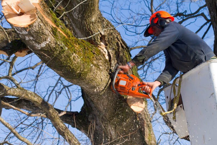Tree Service in Six Lakes, MI Tree Service in Six Lakes, MI