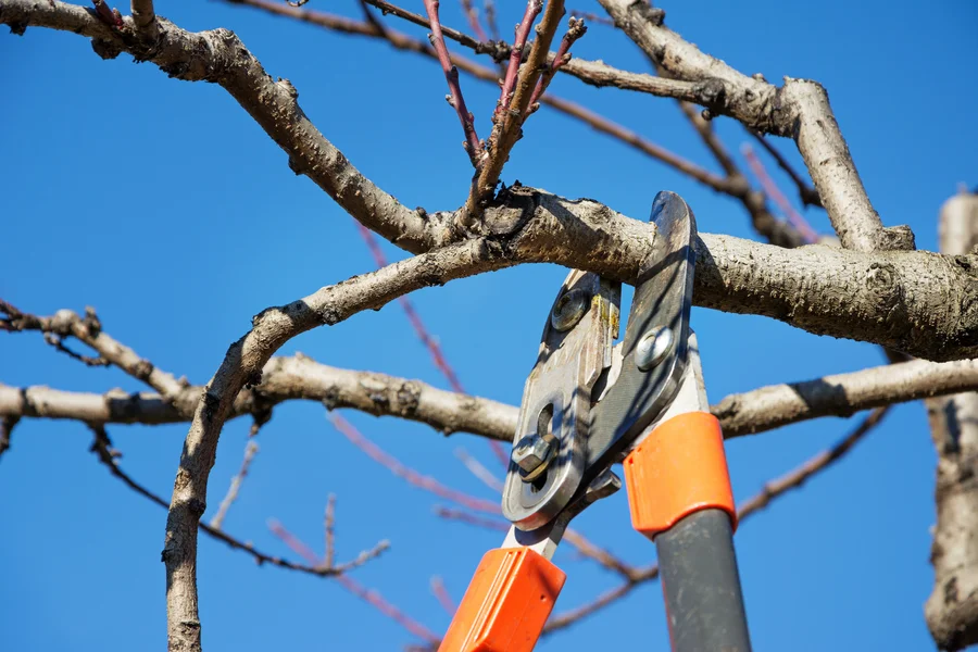 Common Tree Pruning Mistakes And How To Avoid Them Six Lakes, MI Common Tree Pruning Mistakes And How To Avoid Them Six Lakes, MI