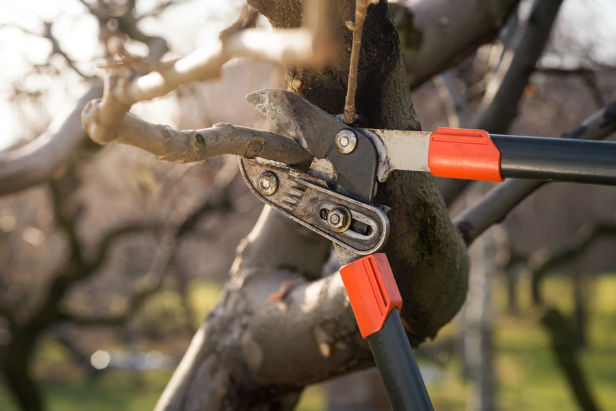 Common Tree Pruning Mistakes And How To Avoid Them in Six Lakes, MI Common Tree Pruning Mistakes And How To Avoid Them in Six Lakes, MI