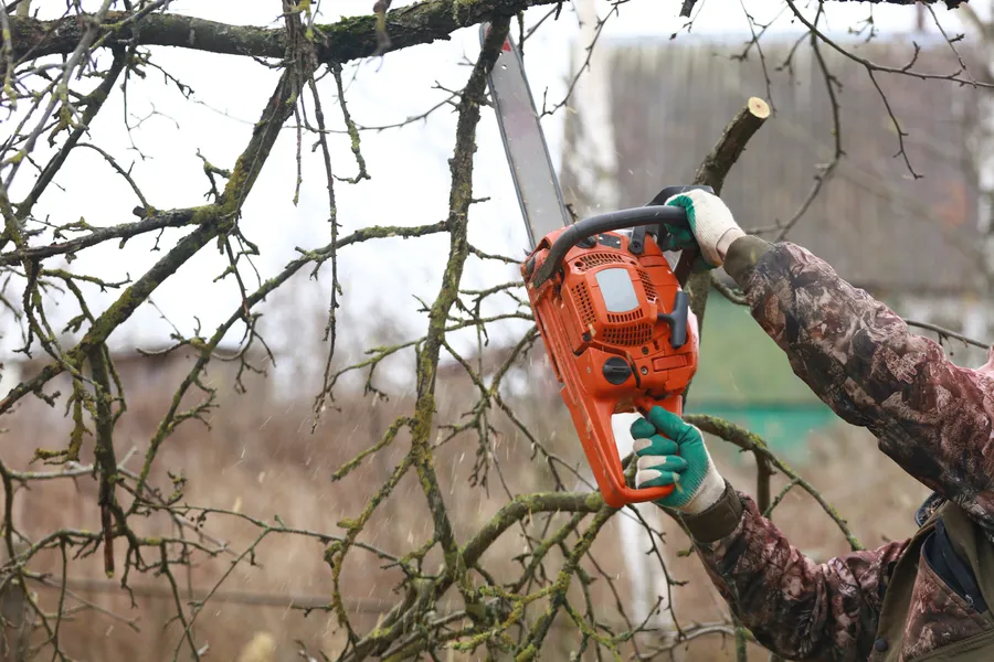 Excellent Tree Trimming Six Lakes, MI Excellent Tree Trimming Six Lakes, MI
