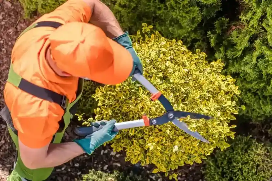Expert Shrub Trimming Six Lakes, MI Expert Shrub Trimming Six Lakes, MI