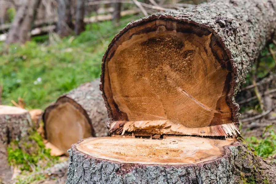 How Tree Cutting Enhances Property Safety And Aesthetics in Six Lakes, MI How Tree Cutting Enhances Property Safety And Aesthetics in Six Lakes, MI