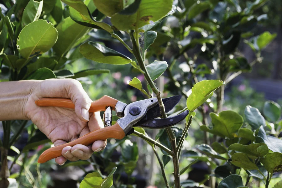 How Tree Pruning Enhances Your Trees Health And Growth Six Lakes, MI How Tree Pruning Enhances Your Trees Health And Growth Six Lakes, MI