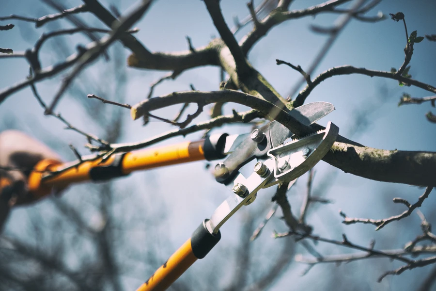 How Tree Pruning Enhances Your Trees Health And Growth in Six Lakes, MI How Tree Pruning Enhances Your Trees Health And Growth in Six Lakes, MI