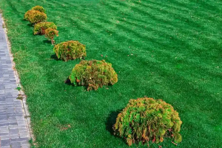 How Tree Trimming Prevents Storm Damage in Six Lakes, MI How Tree Trimming Prevents Storm Damage in Six Lakes, MI