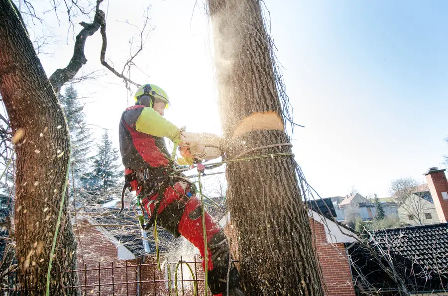 Local Tree Cutting Six Lakes, MI Local Tree Cutting Six Lakes, MI