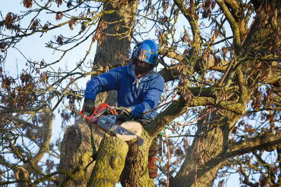 Other Services by M&M Tree Service Inc.
