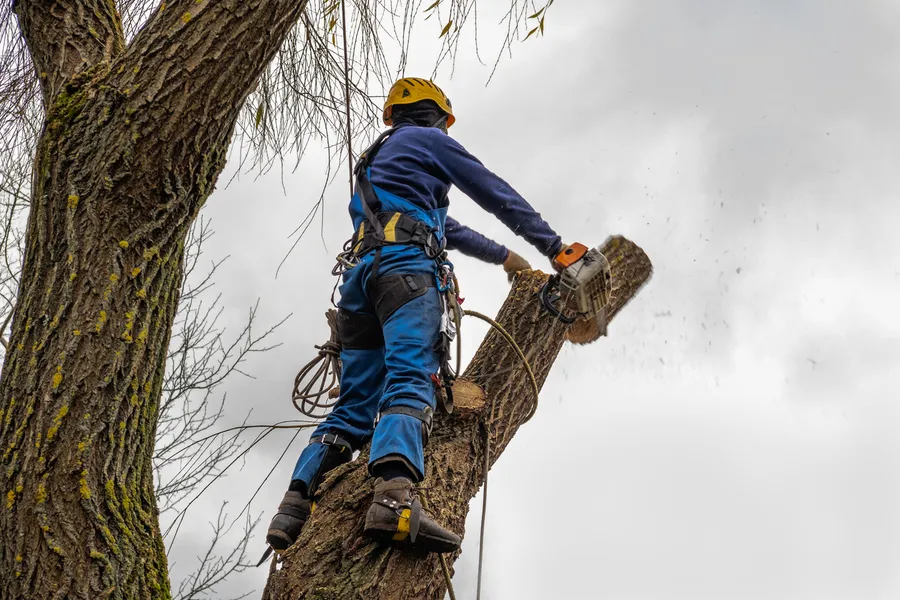 Premium Tree Cutting Six Lakes, MI Premium Tree Cutting Six Lakes, MI