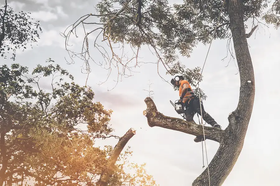 Professional Tree Cutting Six Lakes, MI Professional Tree Cutting Six Lakes, MI