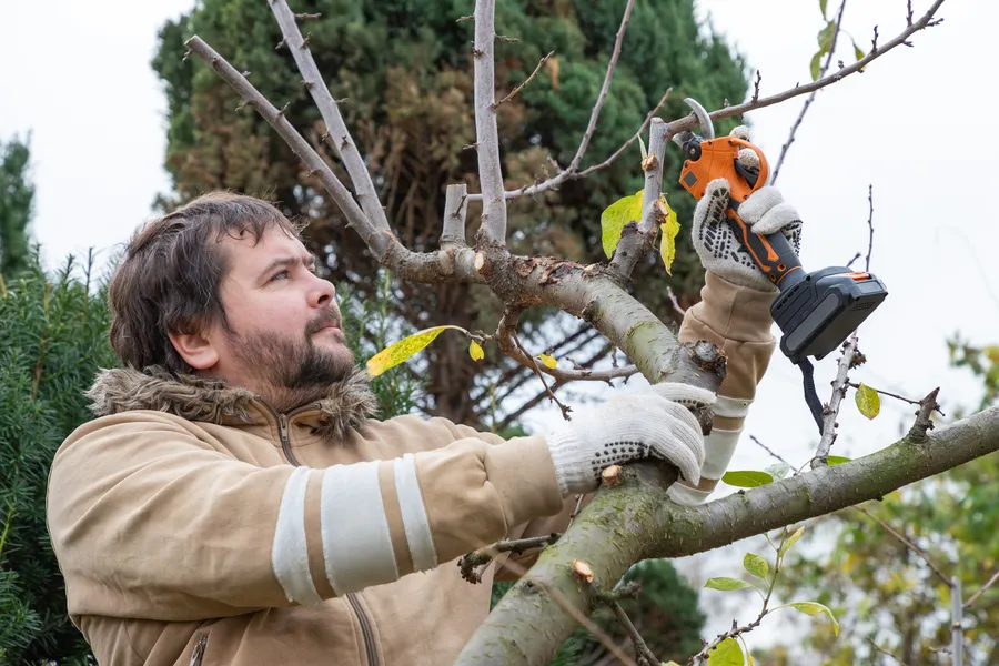 Quality Tree Pruning Six Lakes, MI Quality Tree Pruning Six Lakes, MI