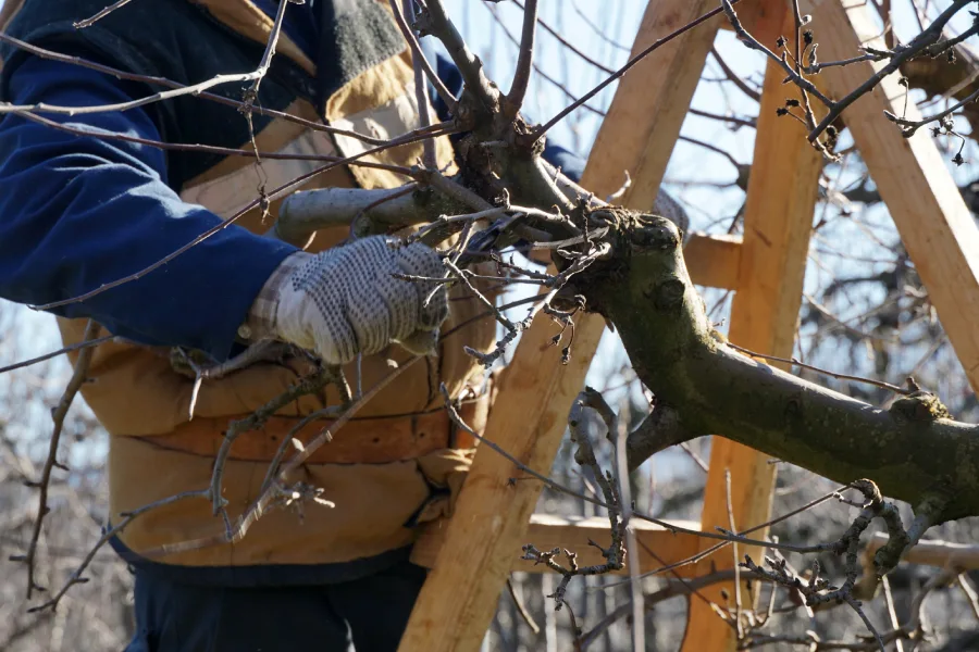 Reliable Tree Pruning Six Lakes, MI Reliable Tree Pruning Six Lakes, MI