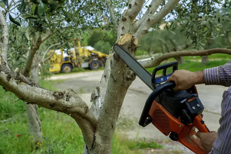 Seasonal Tree Trimming And Tree Health Benefits Six Lakes, MI Seasonal Tree Trimming And Tree Health Benefits Six Lakes, MI