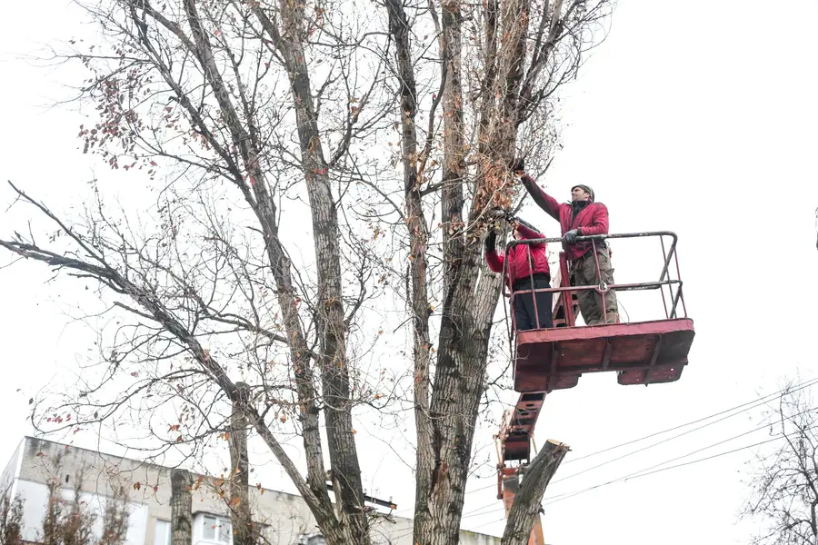Seasonal Tree Trimming And Tree Health Benefits in Six Lakes, MI Seasonal Tree Trimming And Tree Health Benefits in Six Lakes, MI