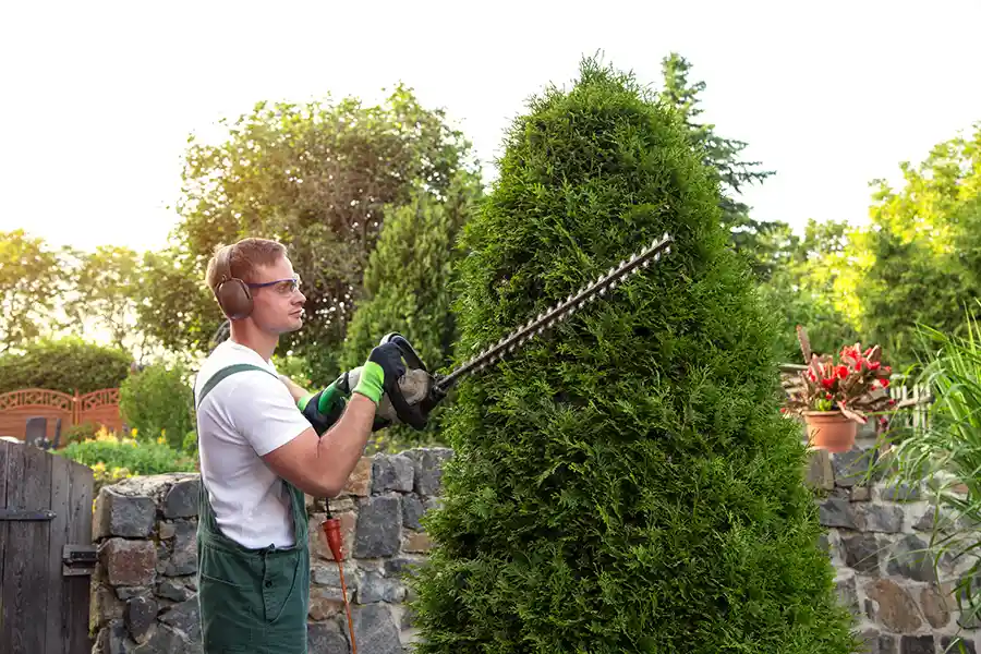 Shrub Trimming