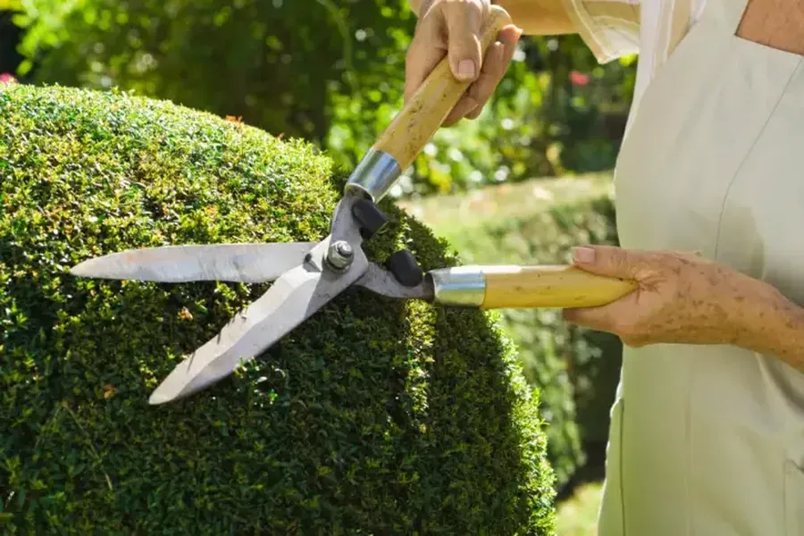 Signs Your Trees Need Professional Service Soon Six Lakes, MI Signs Your Trees Need Professional Service Soon Six Lakes, MI