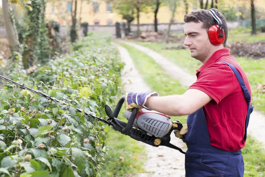 Signs Your Trees Need Professional Service Soon in Six Lakes, MI Signs Your Trees Need Professional Service Soon in Six Lakes, MI
