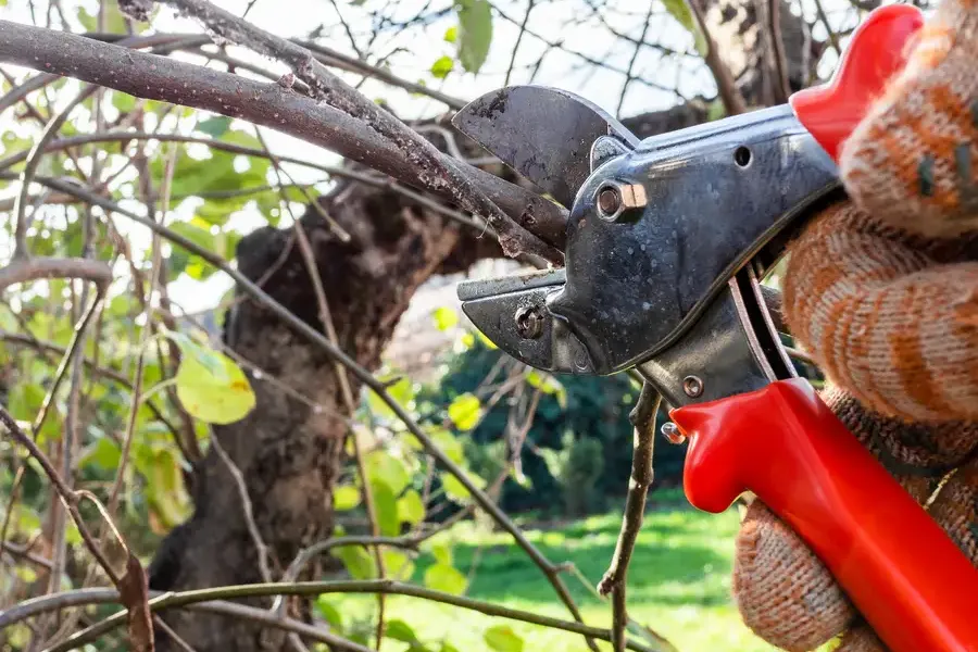 Superior Tree Pruning Six Lakes, MI Superior Tree Pruning Six Lakes, MI