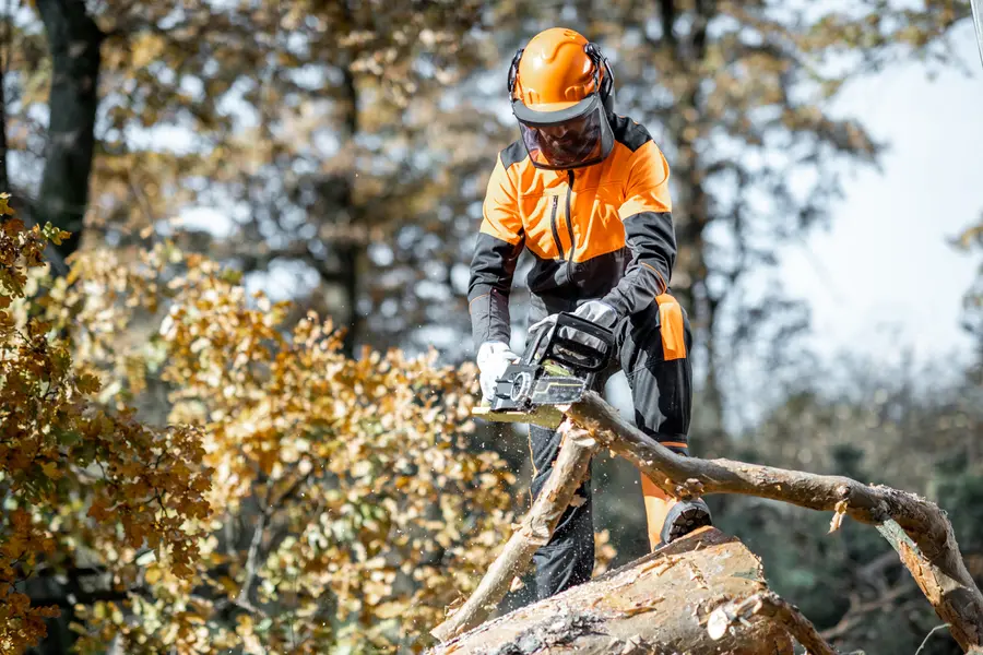 The Impact Of Tree Cutting On Your Yards Health Six Lakes, MI The Impact Of Tree Cutting On Your Yards Health Six Lakes, MI