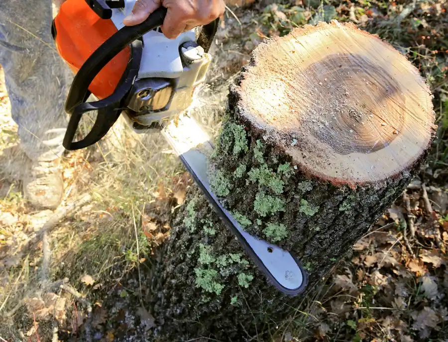 The Impact Of Tree Cutting On Your Yards Health in Six Lakes, MI The Impact Of Tree Cutting On Your Yards Health in Six Lakes, MI