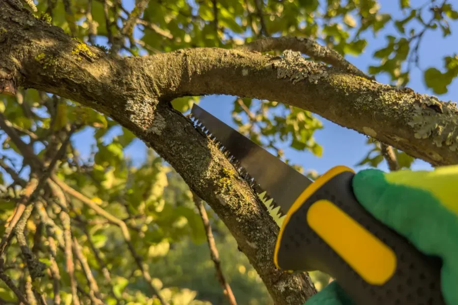 Top-rated Tree Trimming Six Lakes, MI Top-rated Tree Trimming Six Lakes, MI