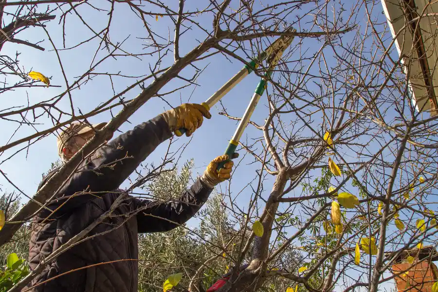 Tree Trimming Techniques That Protect Tree Structure Six Lakes, MI Tree Trimming Techniques That Protect Tree Structure Six Lakes, MI