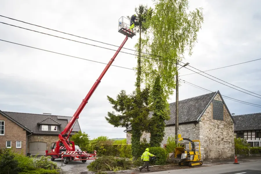 Tree Trimming Techniques That Protect Tree Structure in Six Lakes, MI Tree Trimming Techniques That Protect Tree Structure in Six Lakes, MI